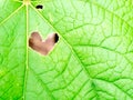 Heart hole shape on leaf