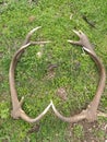 Heart horns deer