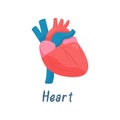 Heart, Human Anatomy Healthy Internal Organ Vector Illustration