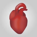 Heart of human . Cardiovascular system . Realistic design . Isolated . Vector illustration Royalty Free Stock Photo