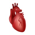 Heart of human . Cardiovascular system . Realistic design . Isolated . Vector illustration