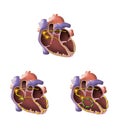 Heart illustration