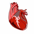 Heart illustration white background
