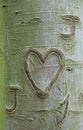 Heart and inititals carved bark tree Royalty Free Stock Photo