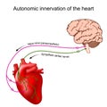 Heart innervation. Autonomic nervous system Royalty Free Stock Photo