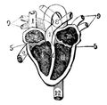 Heart and its Chambers, vintage illustration