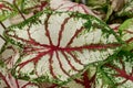 Heart of Jesus Caladium bicolor Celebration fancy leaf