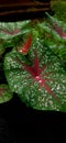 Heart of Jesus plant or caladium redstar. Royalty Free Stock Photo