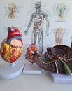 Heart kidney and liver anatomy and class study