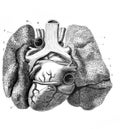 Heart and large vessels and lungs back side in the old book D`Anatomie Chirurgicale, by B. Anger, 1869, Paris Royalty Free Stock Photo