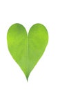 Heart from leaf Royalty Free Stock Photo