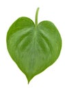 Philodendron Royalty Free Stock Photo