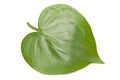 Philodendron Royalty Free Stock Photo