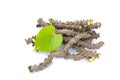 Heart leaf moonseed herb for healthy, Tinospora cordifolia Will