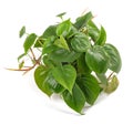 Heart leaf Philodendron Royalty Free Stock Photo