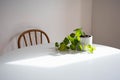 Heart Leaf Philodendron in a pot on a white table Royalty Free Stock Photo