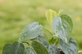 Heart leaf Philodendron vine selective focus Royalty Free Stock Photo