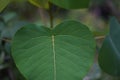 Heart leaf with white veins