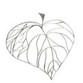Heart leafe, illustration hand drawn by graphit pencil