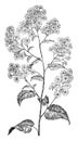 Heart-Leaved Aster vintage illustration