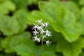 Heart leaved foamflower, Tiarella cordifolia