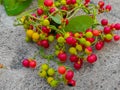 Heart leaved moonseed Amrita Guduchi Giloe Gurcha Tinospora cordifolia Giloy herbaceous vine Gulbel Amara Lota Galo Ayurvedic Royalty Free Stock Photo