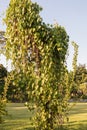 Heart-leaved moonseed herbal plant in a garden.Tinospora cordifoliaCommon names Gaduchi and Giloya.