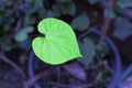 Heart-leaved moonseed leaf