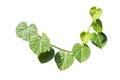 Heart-leaved moonseed plant isolate on white background