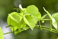 Heart-leaved moonseed ( Tinospora cordifolia ) Royalty Free Stock Photo