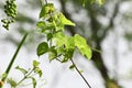 Heart-leaved moonseed ( Tinospora cordifolia ) Royalty Free Stock Photo