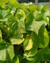 Heart-leaved moonseed Tinospora cordifolia. Guduchiandgiloy, flower.