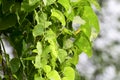 Heart-leaved moonseed ( Tinospora cordifolia ) Royalty Free Stock Photo