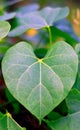 Heart-leaved moonseed