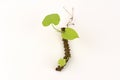 Heart - Leaved Moonseed (Tinospora crispa (L.) Miers ex Hook.f Thomson). Tree. Royalty Free Stock Photo