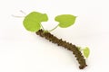 Heart - Leaved Moonseed (Tinospora crispa (L.) Miers ex Hook.f Thomson). Tree. Royalty Free Stock Photo