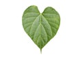 Heart-leaved moonseed on white background