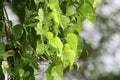 Heart-leaved moonseed ( Tinospora cordifolia ) green leaves herb Royalty Free Stock Photo