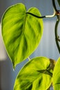 Heart-leaved philodendron - climber