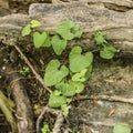 Heart leaves