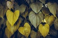 Heart leaves yellow or gold leaves nature background Royalty Free Stock Photo