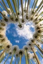 A heart lined with fluffy dandelions, with blue sky on the background Royalty Free Stock Photo