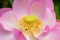 In the heart of lotus flower Royalty Free Stock Photo