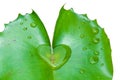 Heart lotus leaves Royalty Free Stock Photo