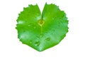 Heart lotus leaves Royalty Free Stock Photo