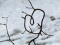 Love heart tree branch