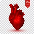 Heart. Low poly human heart. Abstract anatomy organ. Medicine concept. 3D isolated polygonal vector illustration