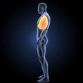 Heart, Lungs and Diaphragm with Circulatory system lateral view