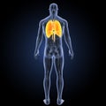 Heart, Lungs and Diaphragm with circulatory system posterior view