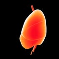 Heart, Lungs and Diaphragm lateral view